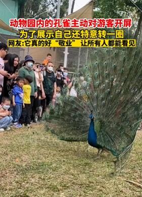 动物园内孔雀主动开屏向游客展示自己