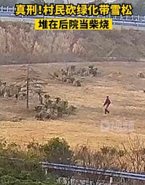 砍绿化带雪松当柴烧 襄阳一村民被拘罚款1万元